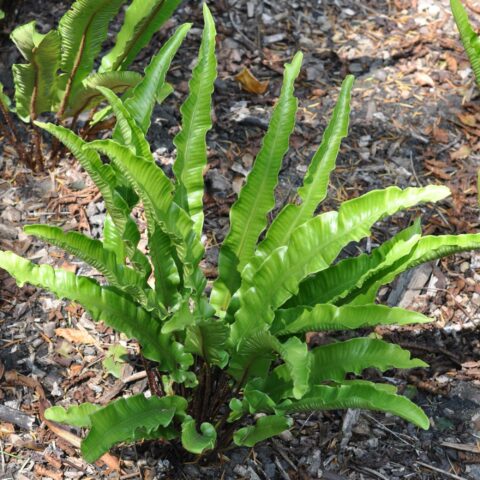 Asplenium scolopendrium