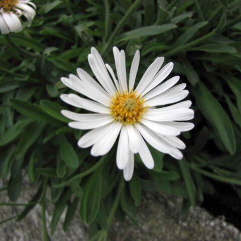 Aster alpinus "Albus"