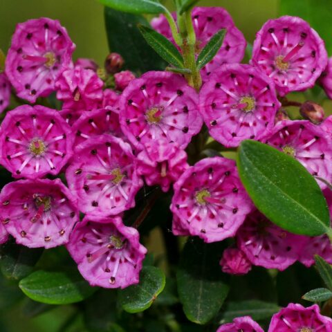 Kalmia angustifolia f. rubra