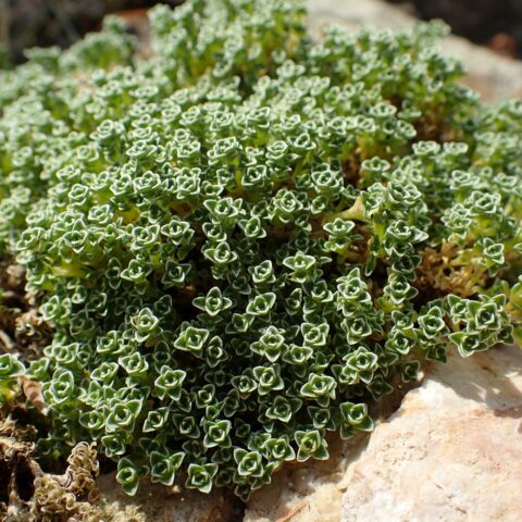 Arenaria lithops