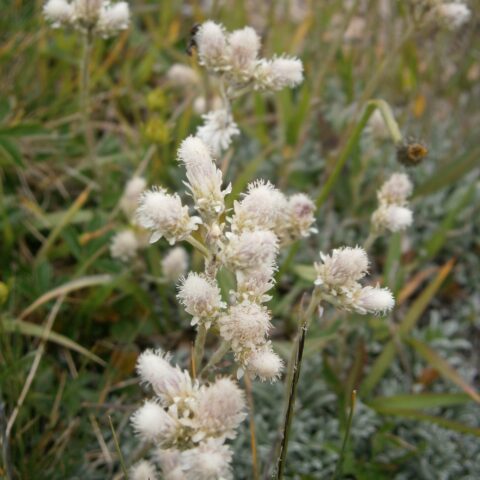 Antennaria dioica "Alba"
