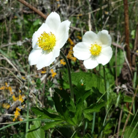 Anemone sylvestris