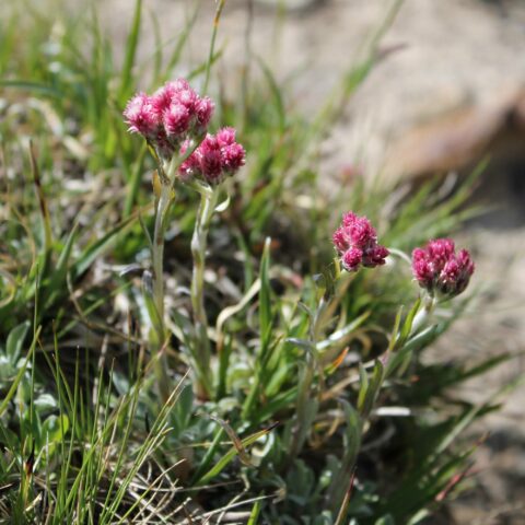 Antennaria dioica "Rotes Wunder"