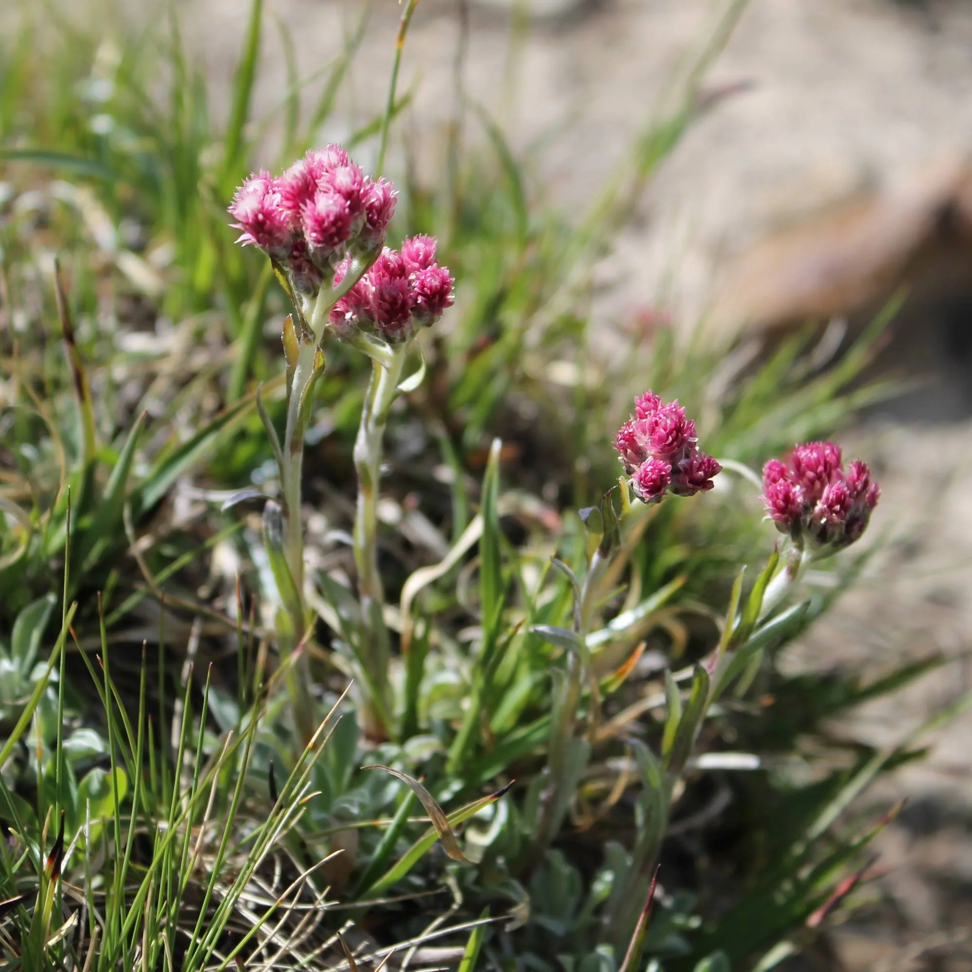 Antennaria dioica "Rotes Wunder"