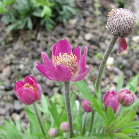 Anemone multifida "Rubra"