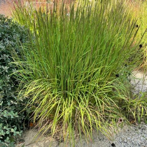 Andropogon scoparius "Cairo"