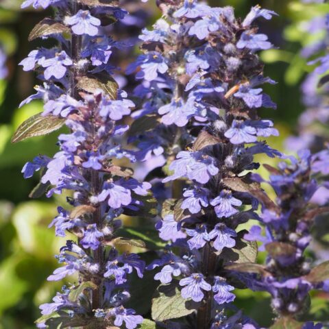 Ajuga reptans "Atropurpurea"