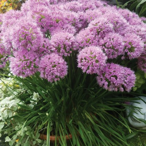 Allium "Millennium"