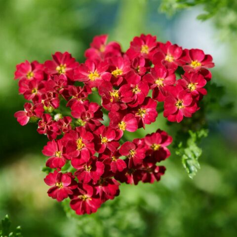 Achillea millefolium "Desert Eve Red"