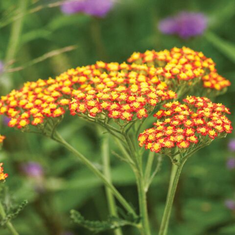 Achillea millefolium "Feuerland"