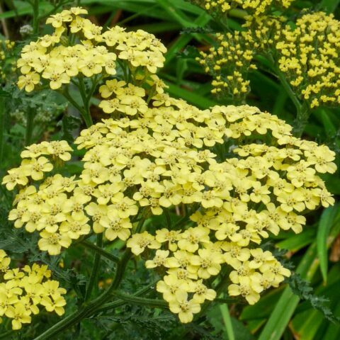 Achillea millefolium "Credo"