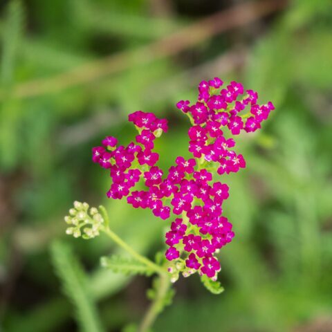 Achillea millefolium "Cerise Queen"