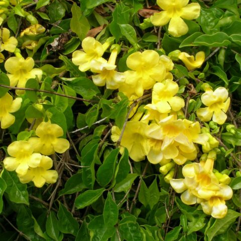 Campsis unguis-cati