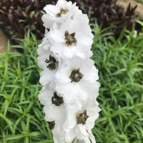Delphinium "Magic Fountain White/Dark Bee"