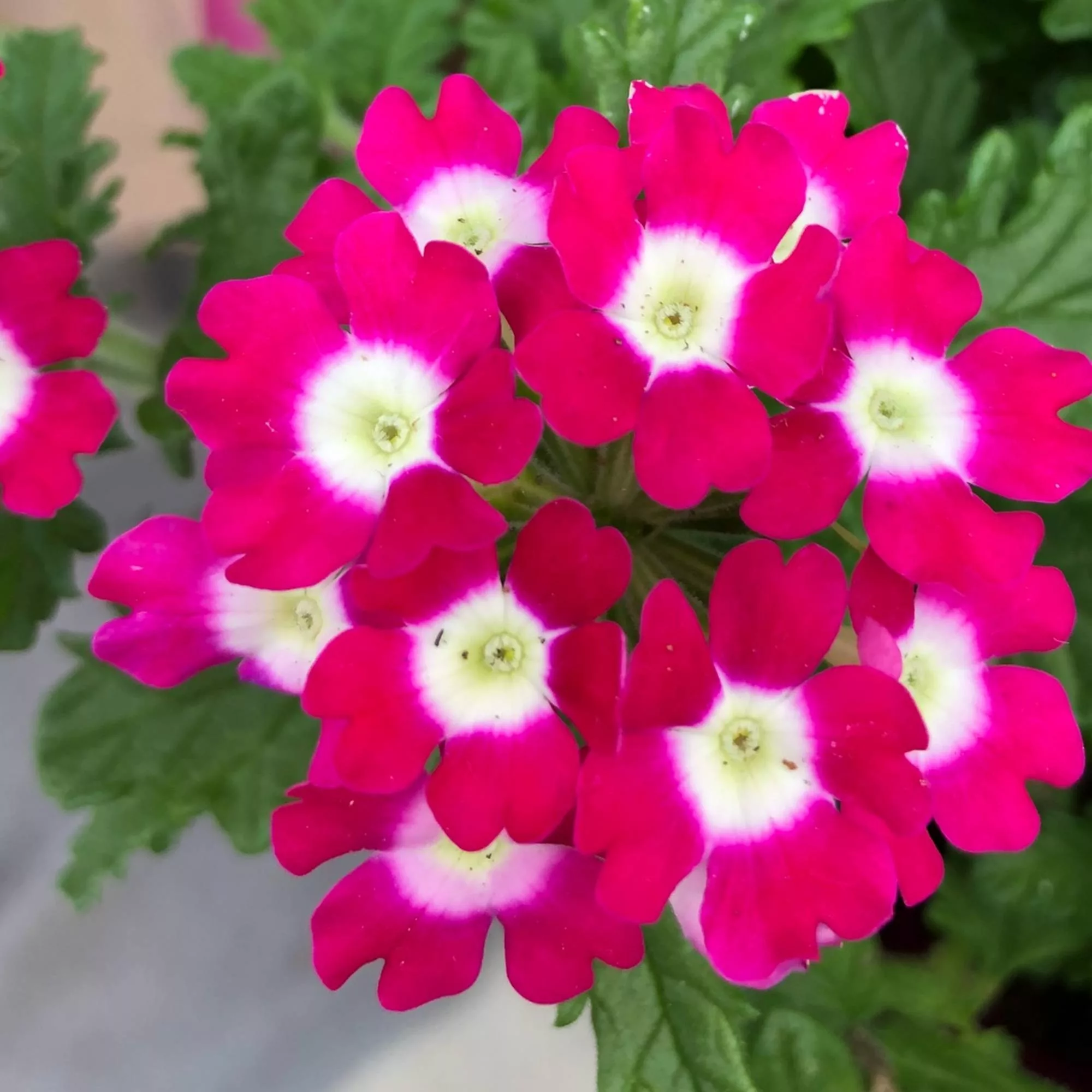 Verbena "Bicolor Cherry Red"