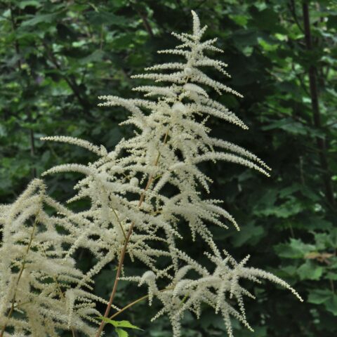 Aruncus dioicus