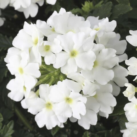 Verbena Lanai "White"