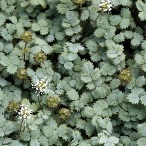 Acaena buchananii