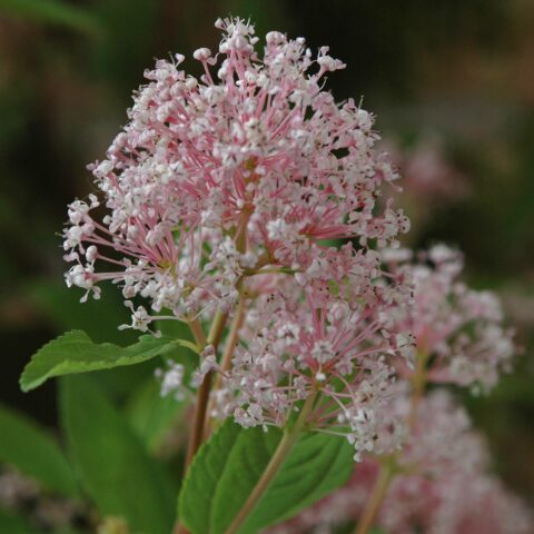 Ceanothus "Marie Simon"