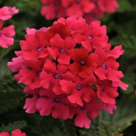 Verbena "Hot Pink"