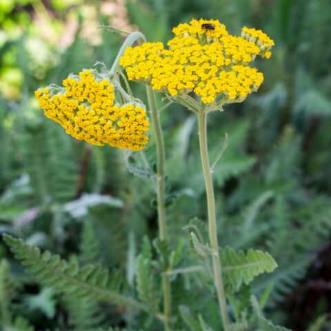 Achillea filipendulina "Coronation Gold"