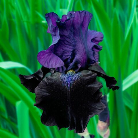 Iris "Night Owl"