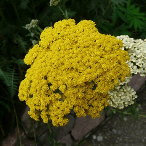Achillea filipendulina "Parker's Variety"