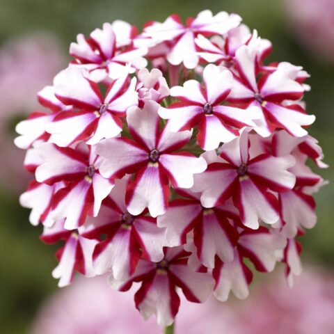 Verbena Lanai "Candy Cane Early"