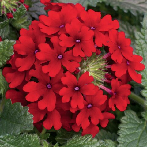 Verbena Lanai "Early Deep Red"