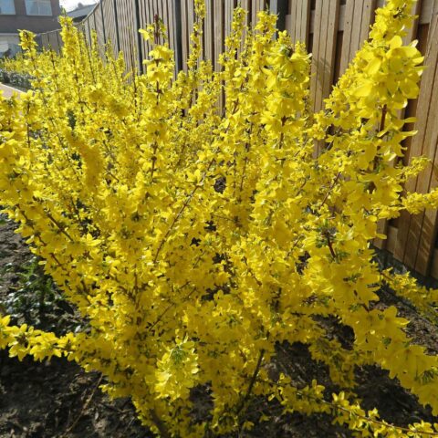 Forsythia x intermedia "Mikador"