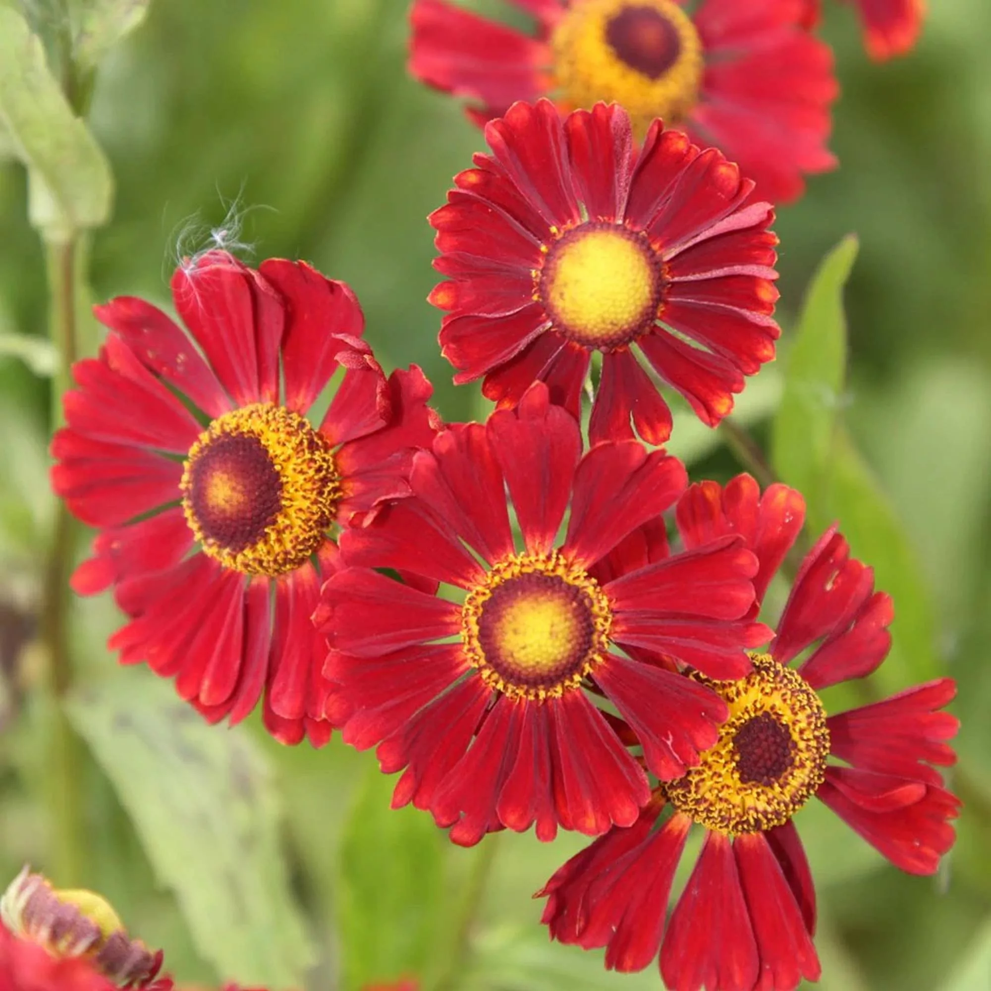 Helenium "Ruby Tuesday"