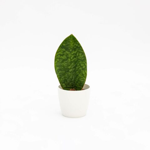 Sansevieria masoniana "Victoria"