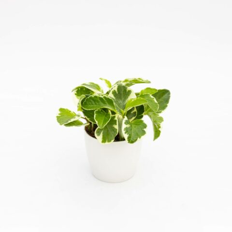 Peperomia obtusifolia "Variegata"