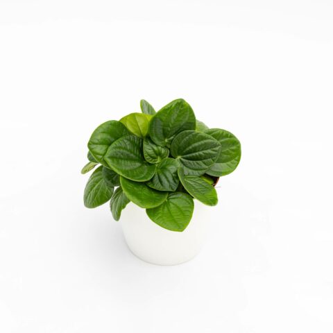 Peperomia albovittata "Rana Verde"