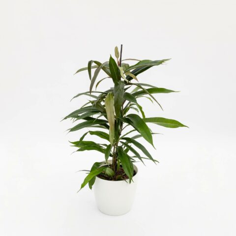 Ficus binnendijkii "Amstel King"