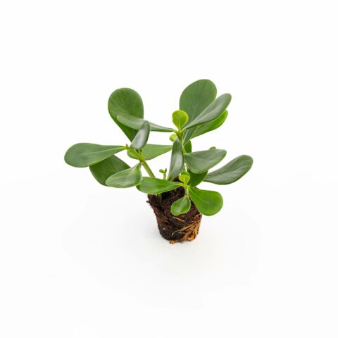 Clusia rosea "Princess" Baby Plant