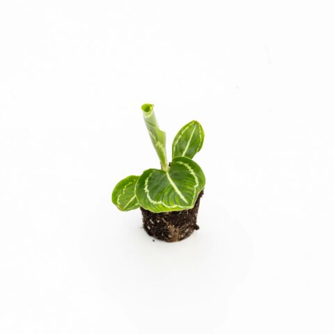 Calathea roseopicta "Green" Baby Plant