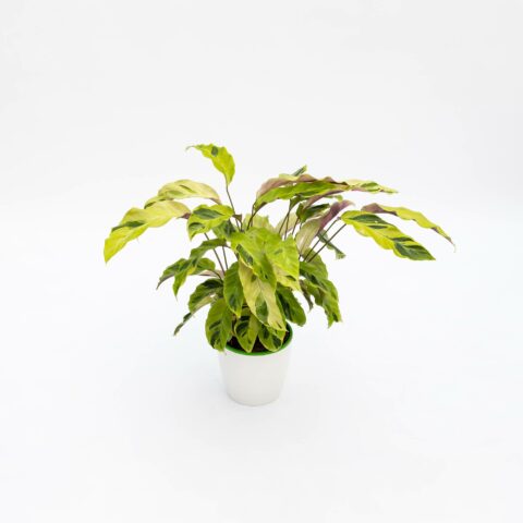 Calathea "Fusion Yellow"
