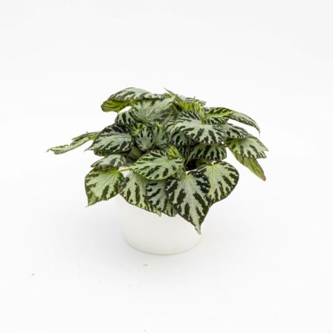 Begonia imperialis "Silver Jewel"