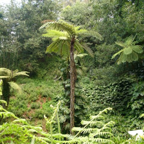 Cyathea cooperi