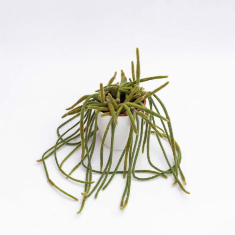 Aporocactus flagelliformis