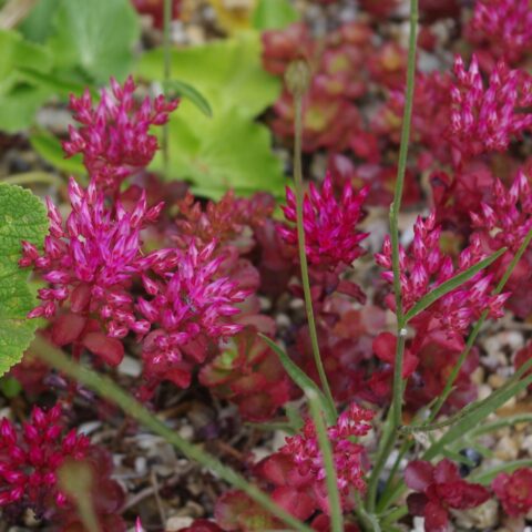 Sedum spurium "Schorbuser Blut"