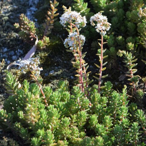 Sedum album
