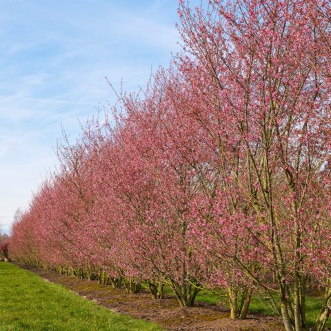 Prunus incisa "Paean"