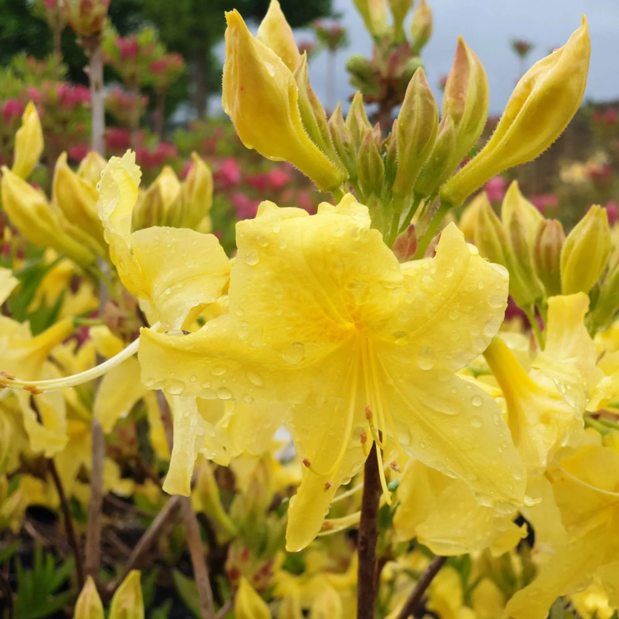 Azalea mollis "Anneke"