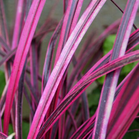 Cordyline australis "Pink Passion"