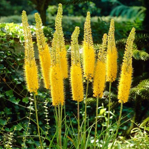 Eremurus x isabellinus "Solid Yellow"