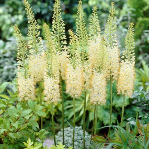 Eremurus x isabellinus "Tropic Dream"