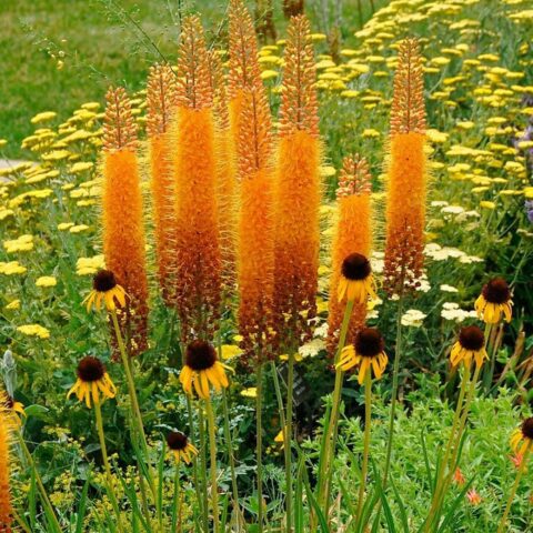 Eremurus x isabellinus "Rumba"