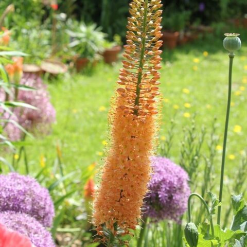 Eremurus x isabellinus "Cleopatra"